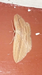 Epiphryne verriculata