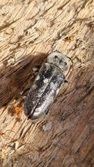 Hylotrupes bajulus