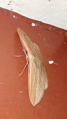 Epiphryne verriculata