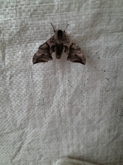 Smerinthus ocellata