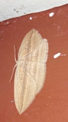 Epiphryne verriculata