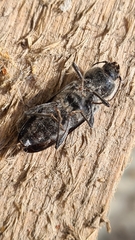 Hylotrupes bajulus