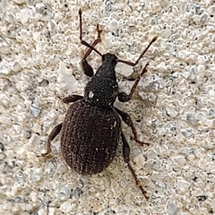 Otiorhynchus rugosostriatus