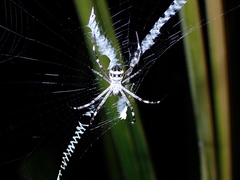 Argiope caledonia