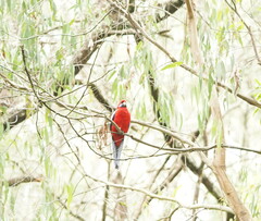 Platycercus elegans elegans