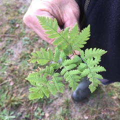 Gymnocarpium dryopteris