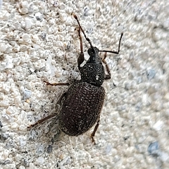 Otiorhynchus rugosostriatus