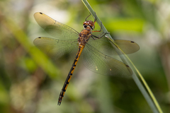 Hemicordulia continentalis