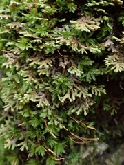 Porella platyphylla