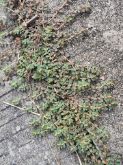 Euphorbia thymifolia