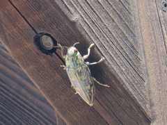 Chalcophora mariana
