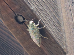 Chalcophora mariana