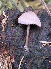 Mycena rubromarginata