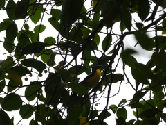 Ficedula zanthopygia