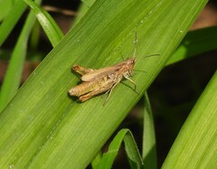 Chorthippus apricarius