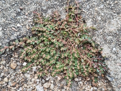 Euphorbia thymifolia