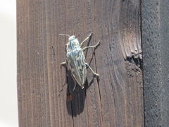 Chalcophora mariana