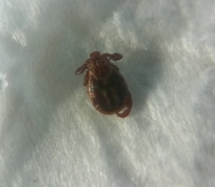 Ixodidae