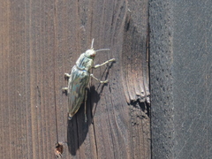 Chalcophora mariana
