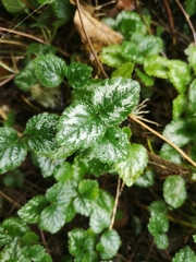 Lamium galeobdolon argentatum