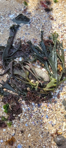 Image of Codium tomentosum by no rights reserved