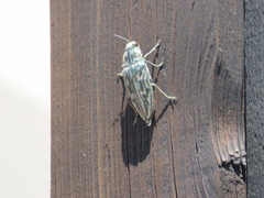 Chalcophora mariana