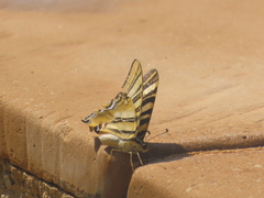 Iphiclides feisthamelii