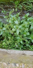 Veronica anagallis-aquatica
