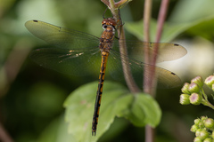 Hemicordulia continentalis