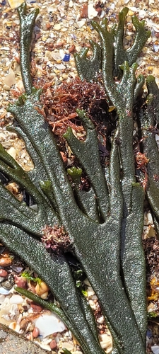 Image of Codium tomentosum by no rights reserved