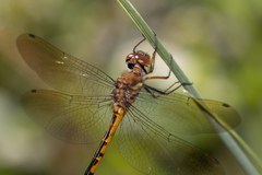 Hemicordulia continentalis