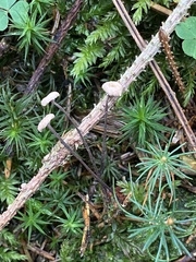 Paragymnopus perforans