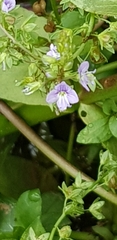 Veronica anagallis-aquatica