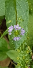 Veronica anagallis-aquatica