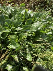 Beta vulgaris