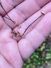 Paragymnopus perforans