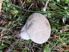 Lycoperdon molle
