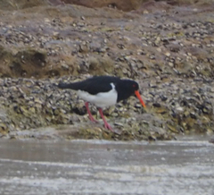Haematopus longirostris