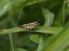 Trilophidia annulata