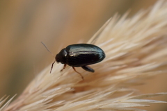 Psylliodes chrysocephala