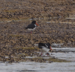 Haematopus longirostris
