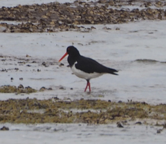 Haematopus longirostris