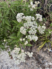 Eupatorium formosanum