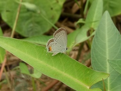 Everes lacturnus
