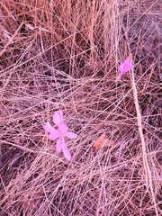 Colchicum laetum