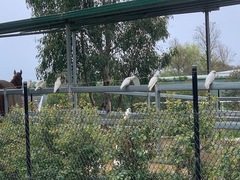 Cacatua tenuirostris