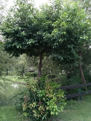 Cinnamomum