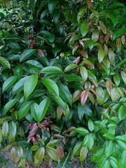 Cinnamomum