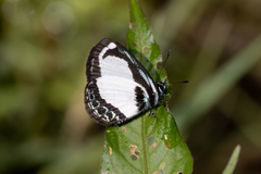 Psychonotis caelius