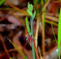 Calochilus robertsonii